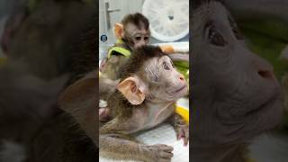 Human Dna In Monkey | MCPH1 Gene Experiment #Shorts #animals #monkey #thezafnix
