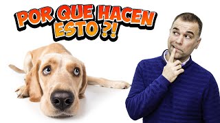 10 Cosas EXTRAÑAS que tu PERRO hace y el POR QUÉ?!