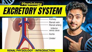 Physiology - Excretory System ( Renal ) | MBBS 1st Year | Explanation & Notes | MBBS World