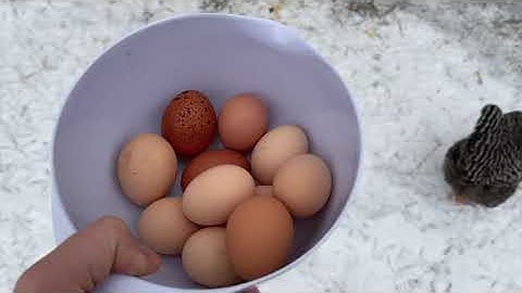Eliminate Dirty Eggs With These Chicken Tips and Tricks