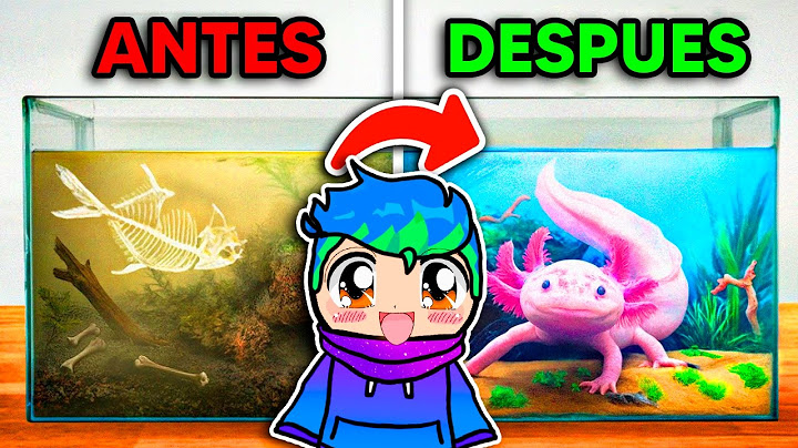 Transformé un Hogar de Ajolote Abandonado🌺🐊😃 / Carlos Infinito REACCIONA TerraVerde Español