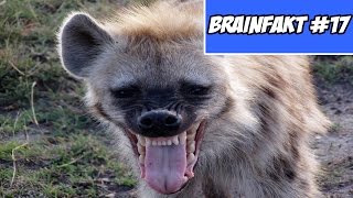 Bitte Lächeln Sinnlose Fakten Brainfakt