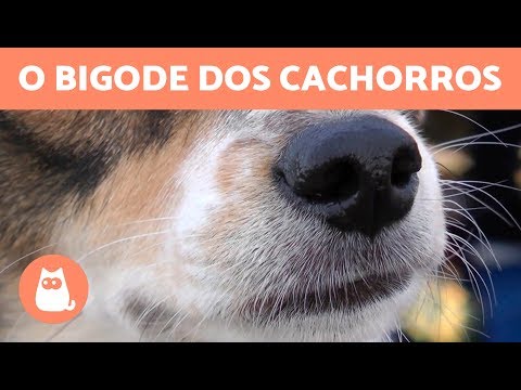 Vídeo: Por Que Cachorros Têm Bigodes?