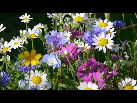 Video: Wildblomme in houers - Hoe om veldblomme in potte te kweek