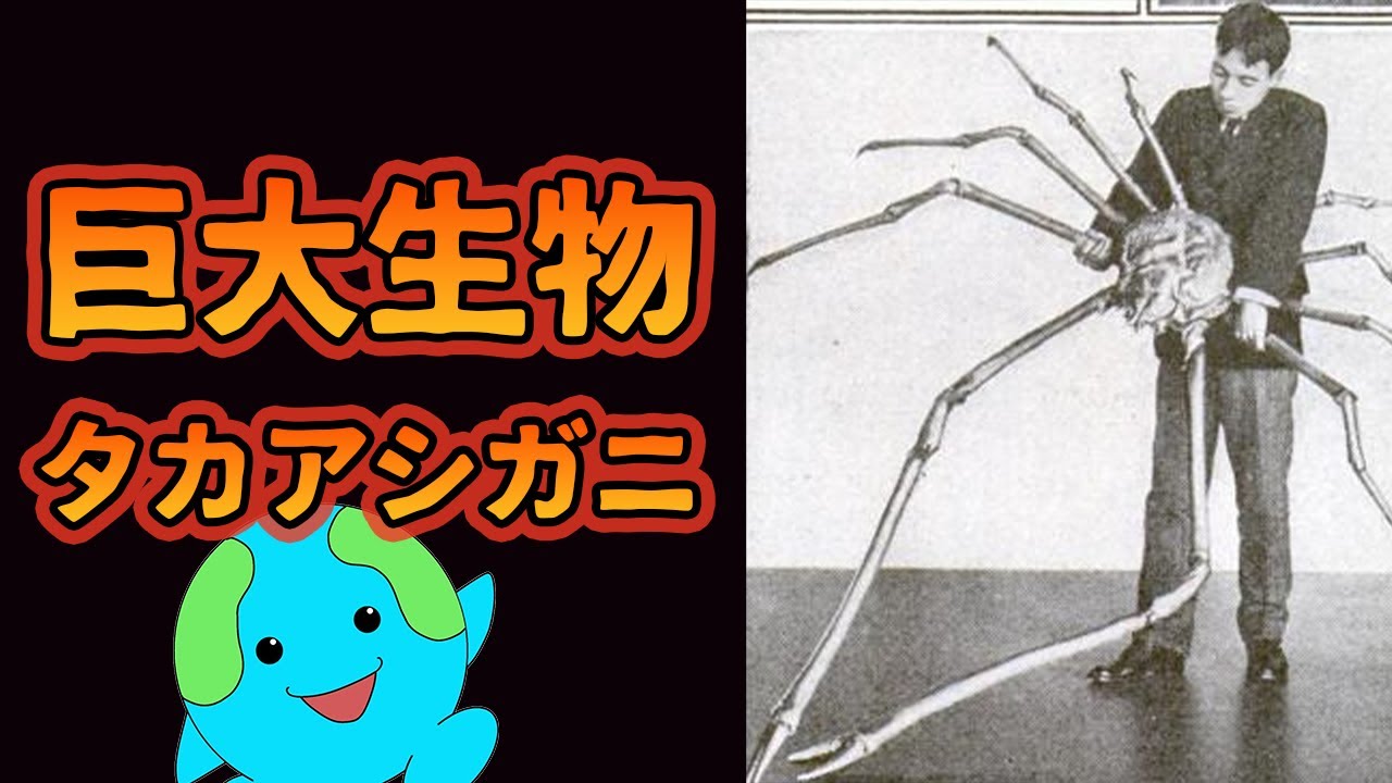 The Japanese Spider Crab Is Too Terrifying [Explanatory Video