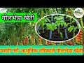      tomato cultivation in nepal  golbheda ko kheti  agrinepal agri nepal