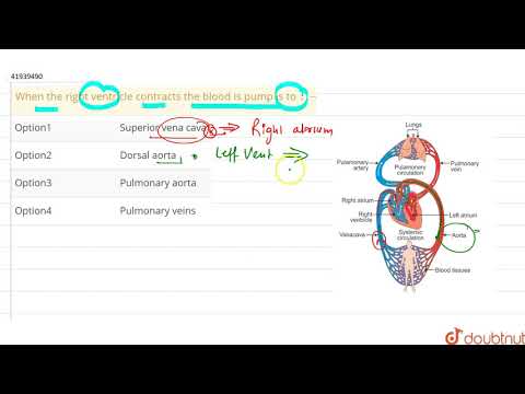 Wideo: Kiedy komory kurczą się, krew jest pompowana?