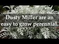 Facts about Dusty Miller Plants