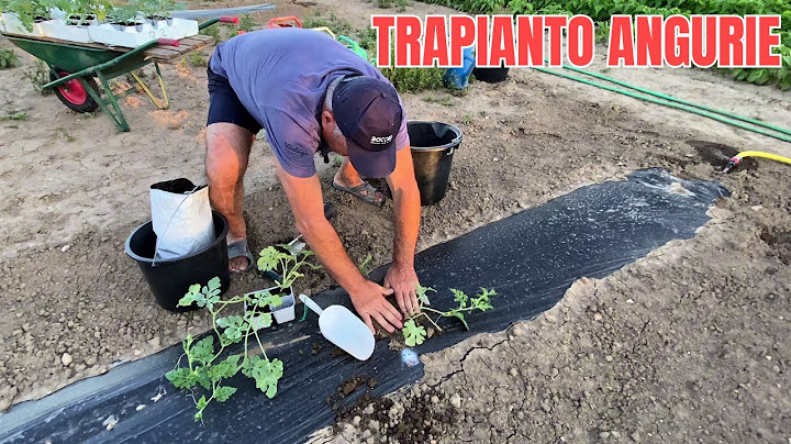 Transplanting WATERMELONS in the Garden: Method with Mulch Sheet and Drip Line!