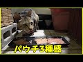 おじじ猫さんにパウチ3種盛をあげてみたｗｗｗ
