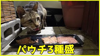 おじじ猫さんにパウチ3種盛をあげてみたｗｗｗ