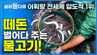 한국에서 가장 많이 잡히는데 일본이 다 사간다! 거센 파도 뚫고 5박 6일 붕장어잡이 만선 항해기│떼돈 벌어다 주는 바다장어│극한직업│#골라듄다큐