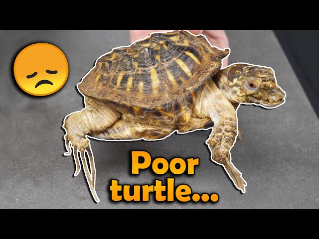 Rescuing a Deformed Box Turtle - YouTube