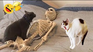 Try Not To Laugh😹🐕Funniest Cats and Dogs 2024😍Part 8