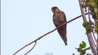 Eurasian hobby call || #WILDKASHMIR ||