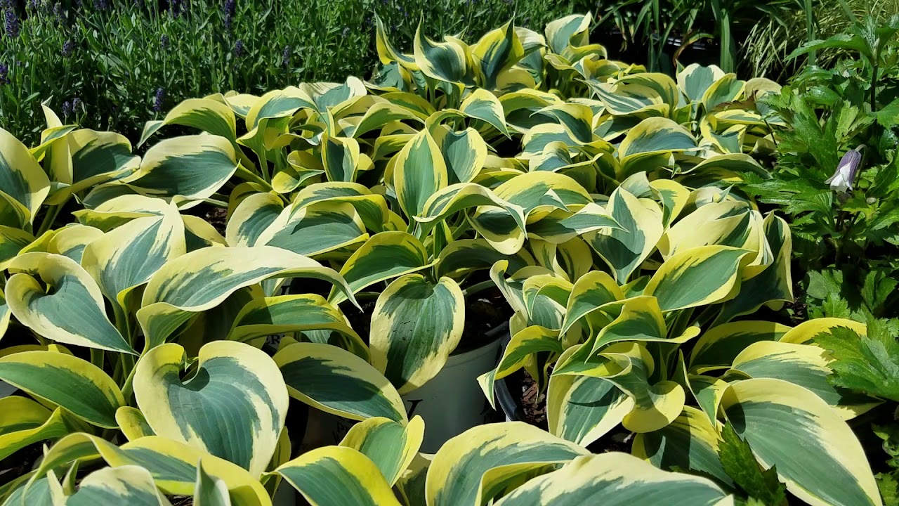 Hosta Autumn Frost