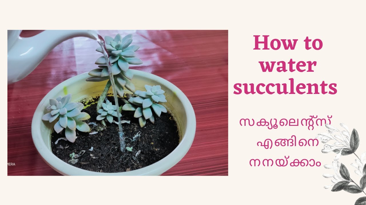 How to water Succulents - YouTube