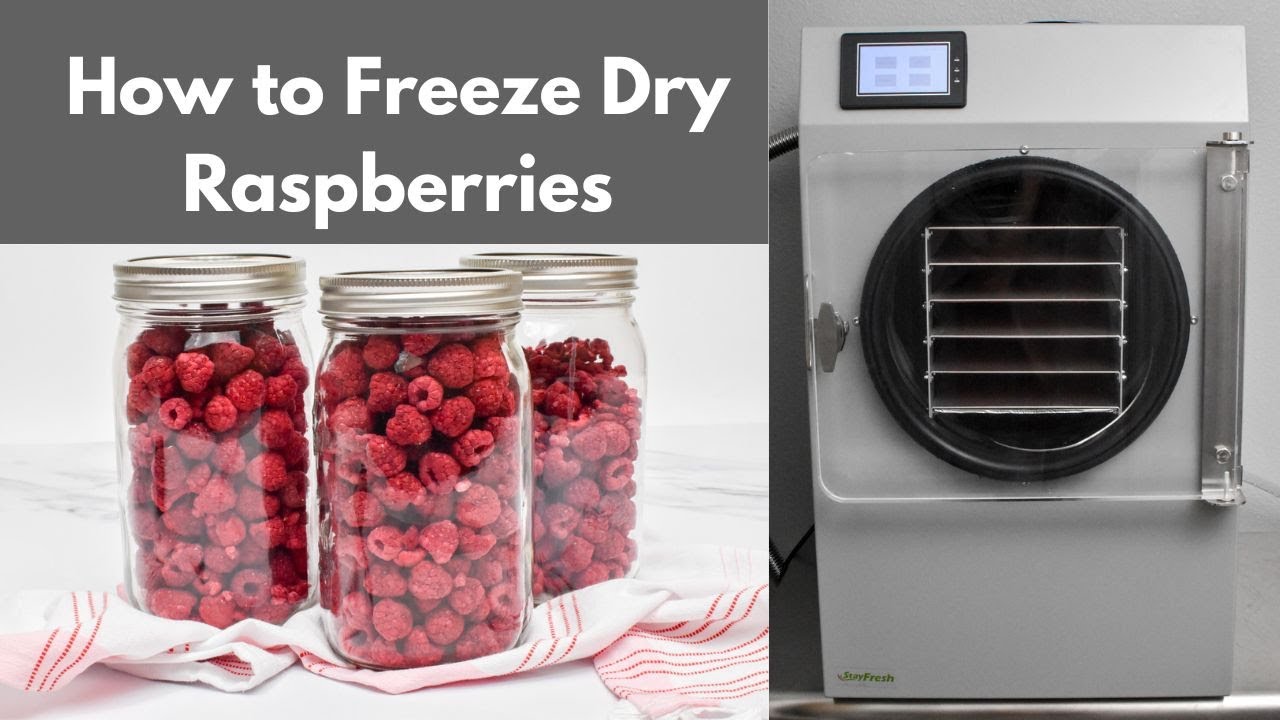 Drying Raspberries Inoven How to Freeze Dry Raspberries with the Stay Fresh Freeze Dryer at Home ...