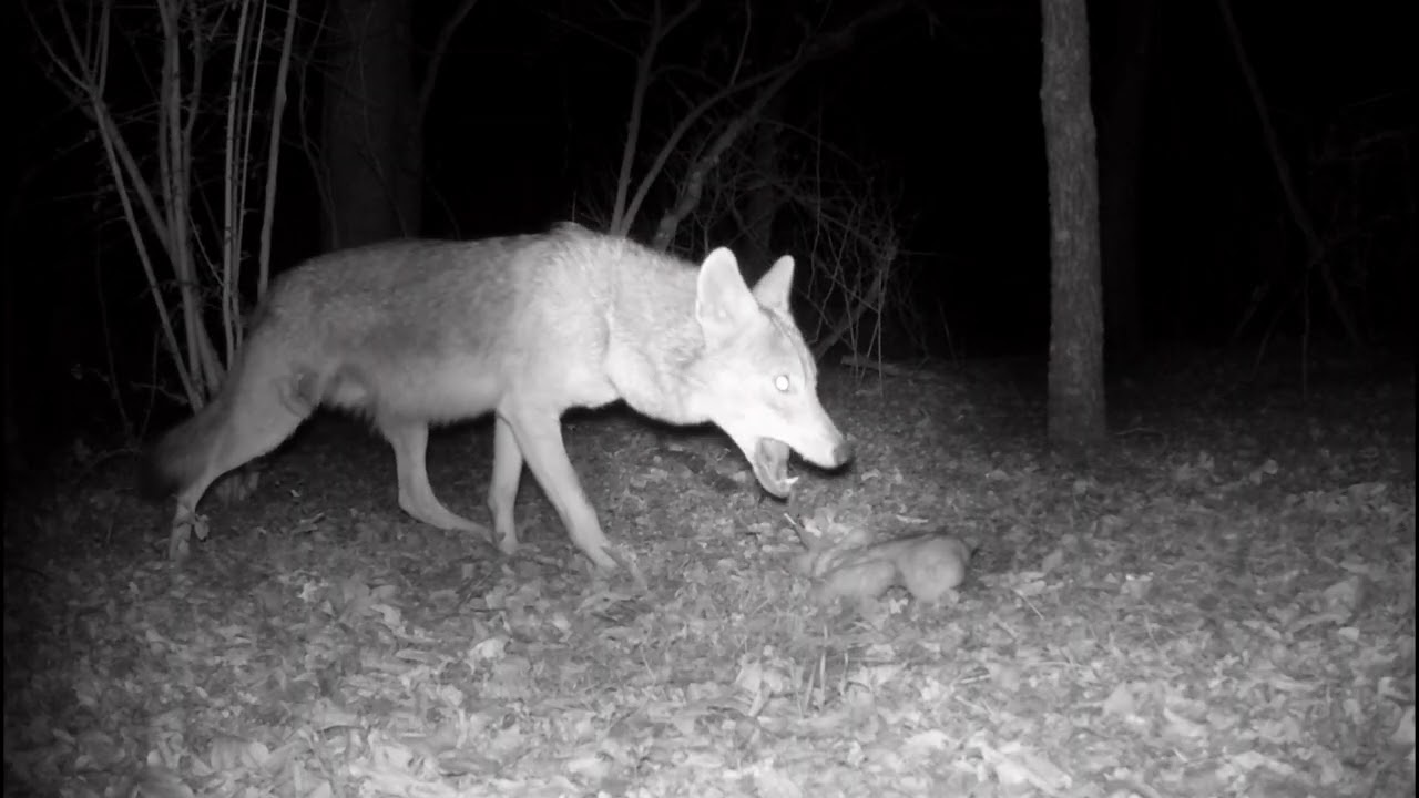 What Did The Trail Cam Catch Last Night?