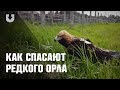 Орел-могильник в Беларуси