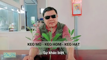 Keo lai nuôi cấy mô, keo hom, keo hạt và cách phân biệt giữa chúng