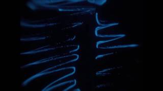 Photobacterium streak time lapse attempt #1