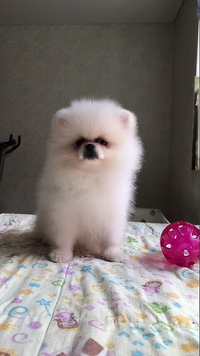 Щенок шпица💖настоящий Мишка💙 #shorts - YouTube