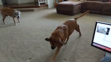 Intelligent laser dog pointer vs live dogs, driven by Raspberry Pi and computer vision.