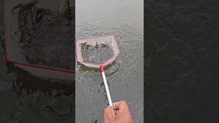 Catch Fish Using A Net seserikan