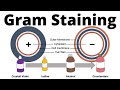 Understanding Gram-Positive and Gram-Negative Bacteria