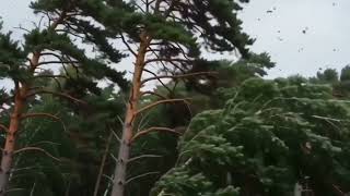 Information Windstorm Trees Swaying #windstorm #swaying #forest #weather #nature #landscape #dramatic #tree #4k Update