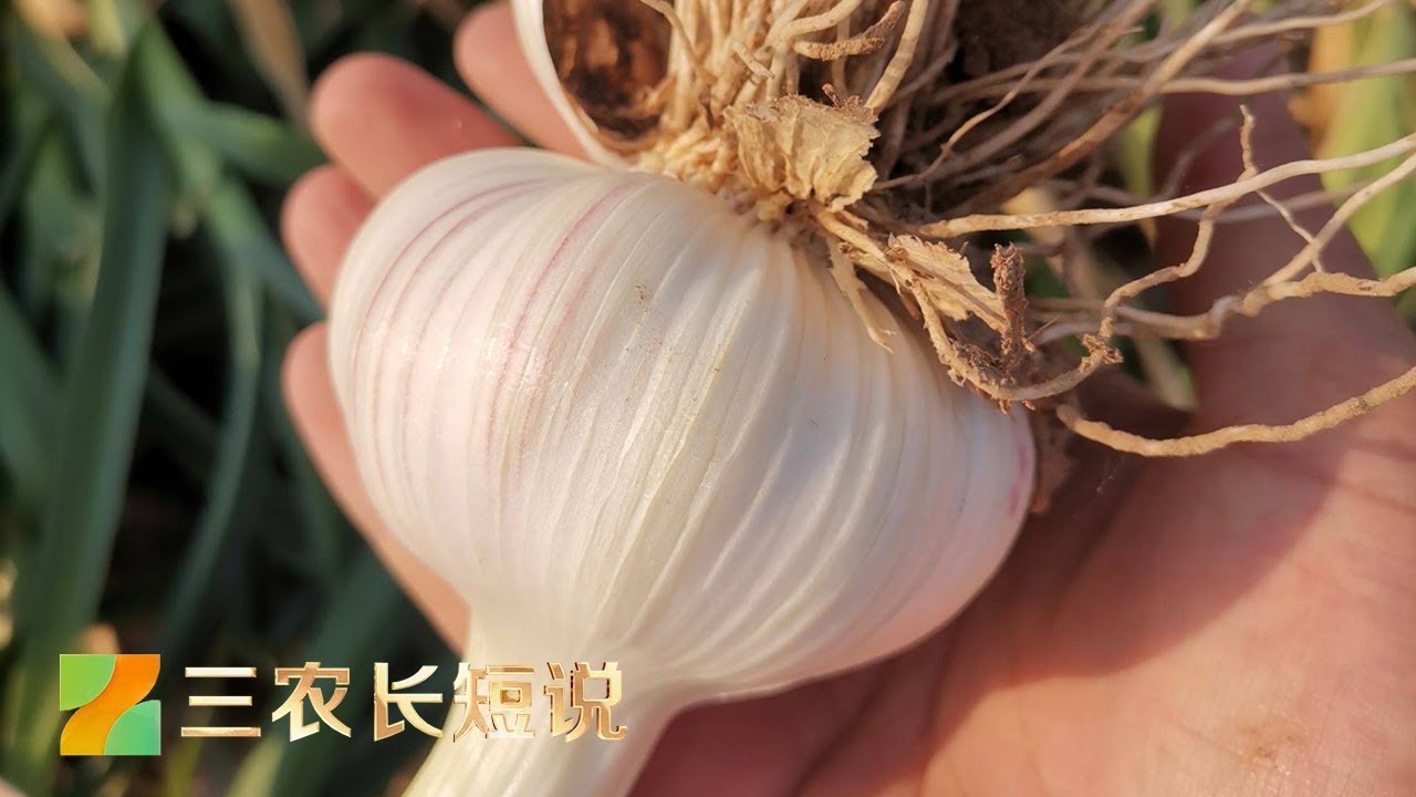 大蒜种得好“蒜王”一头顶四头| 三农长短说- YouTube
