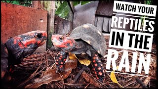 My Turtles & Tortoises are Loving the Rainy Florida Weather!