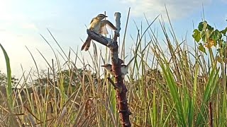 trik ampuh pikat burung kecil