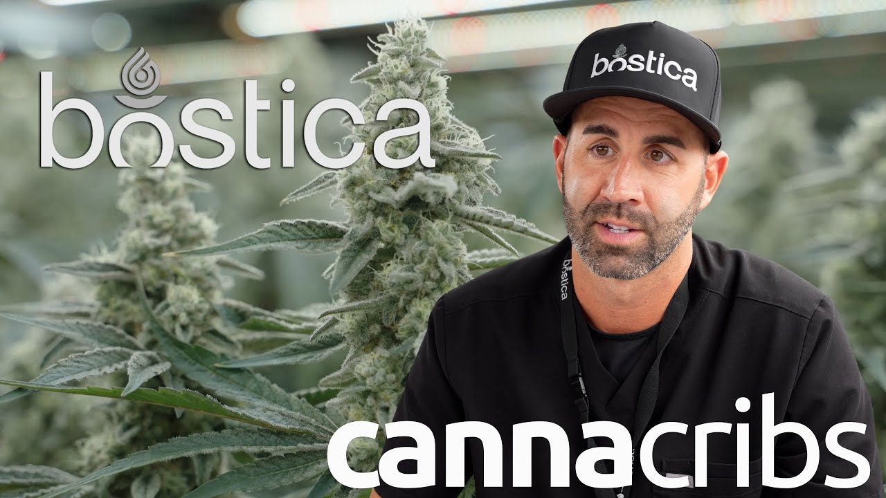 Бренд каннабиса, завоевавший Массачусетс: Bostica