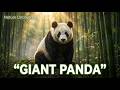 The Life of Giant Panda in the Wild | Documentary 4K | Nature Uncovered
