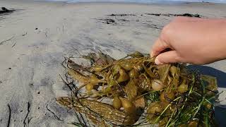 Popping Kelp Floats | บีบลูกลอยสาหร่ายเคล์พ