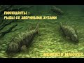 Пикнодонты - рыбы со звериными зубами. Помни о предках