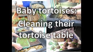 Baby tortoises: Cleaning their tortoise table | happytortoises