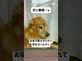 帰宅すると、飼い主を無視するゴールデンレトリバー　　#ゴールデンレトリバー #大型犬　#犬　#犬のいる暮らし #面白い