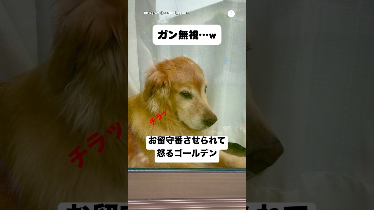 帰宅すると、飼い主を無視するゴールデンレトリバー　　#ゴールデンレトリバー #大型犬　#犬　#犬のいる暮らし #面白い