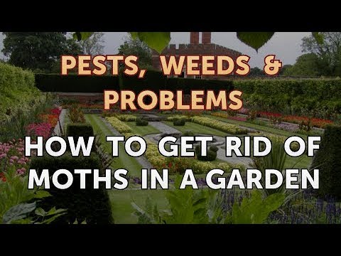 How to Get Rid of Moths in a Garden - YouTube