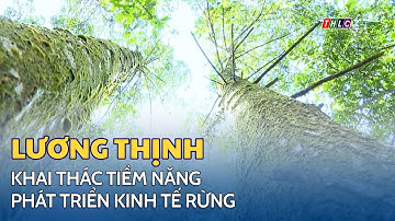 Lương Thịnh khai thác tiềm năng phát triển kinh tế rừng | THLC