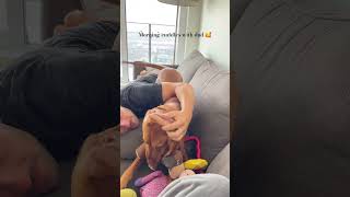 Waking up to an excited vizsla every day  #vizsla #shorts #shortsfeed #puppy #dog #puppyvideos