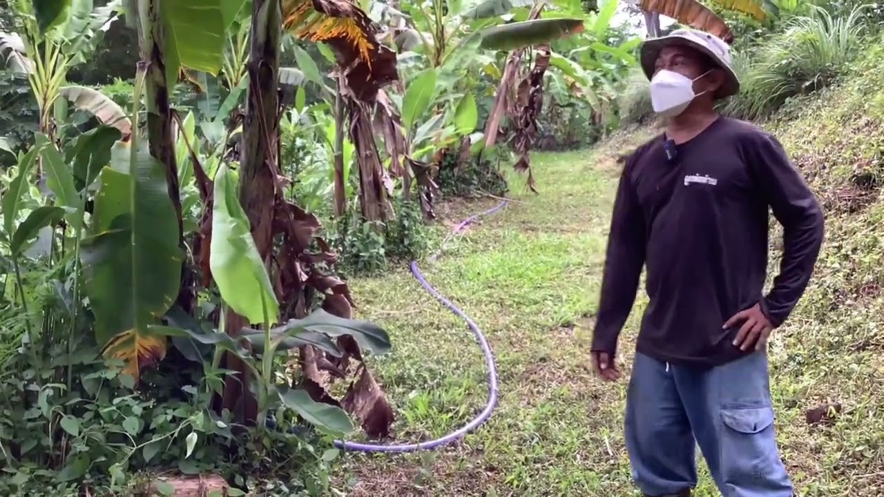 หลุมพอเพียง ตอน “ กล้วยหอมทอง “  ศูนย์กสิกรรมไร้สารพิษอันเนื่องมาจากพระราชดำริ วังน้ำเขียว