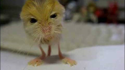 pygmy jerboa　体重測定