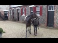 Silk Sari set for stardom on Champions Day