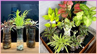 Do it this way   Your plants will always be lush | Tips for upgrading your living space