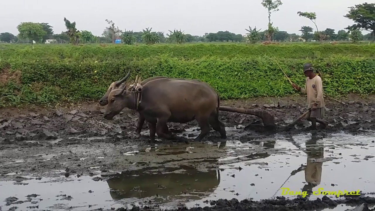  MEMBAJAK  SAWAH  dengan Kerbau  YouTube