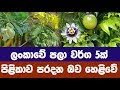 ලංකාවේ පලා වර්ග 5ක් පිළිකා පරදන බව හෙළිවේ